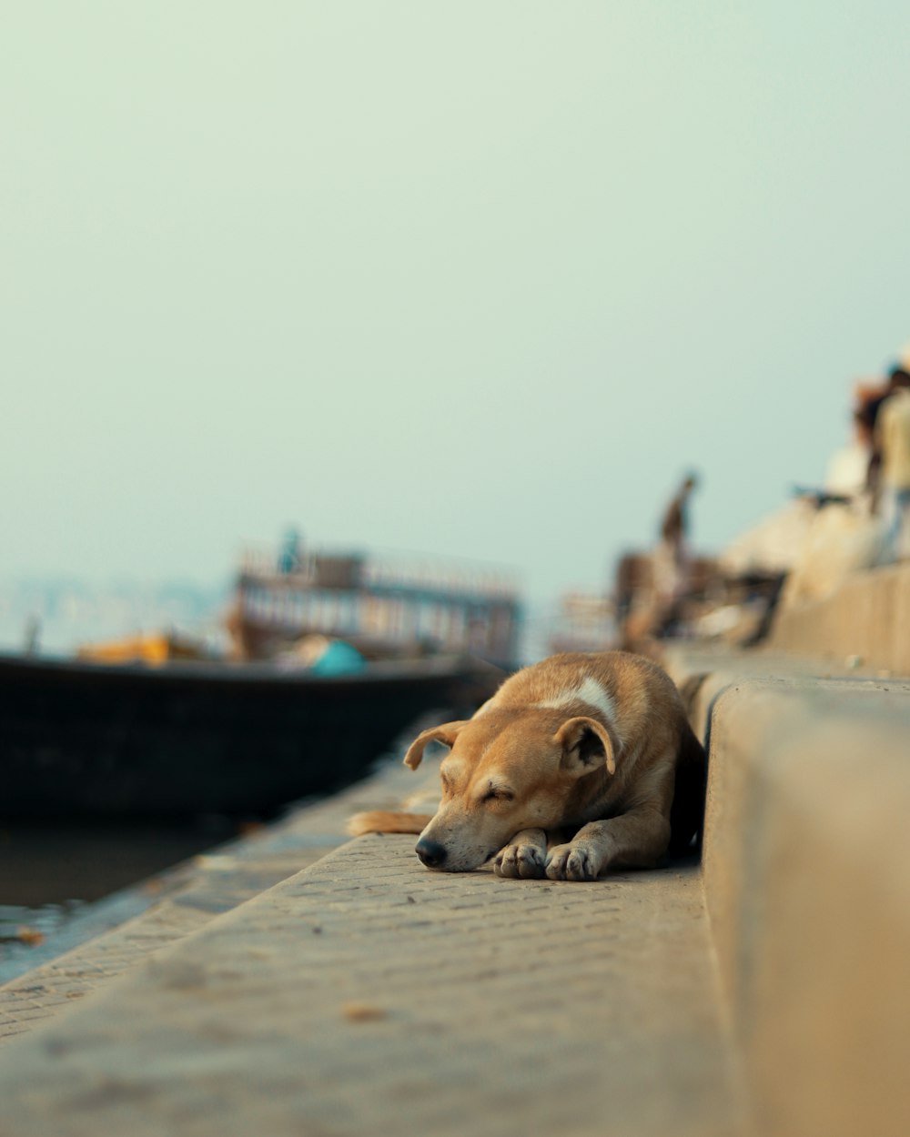 a dog lying on a dock
