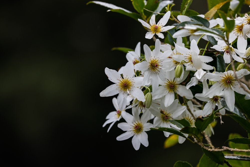 a close up of white flowers