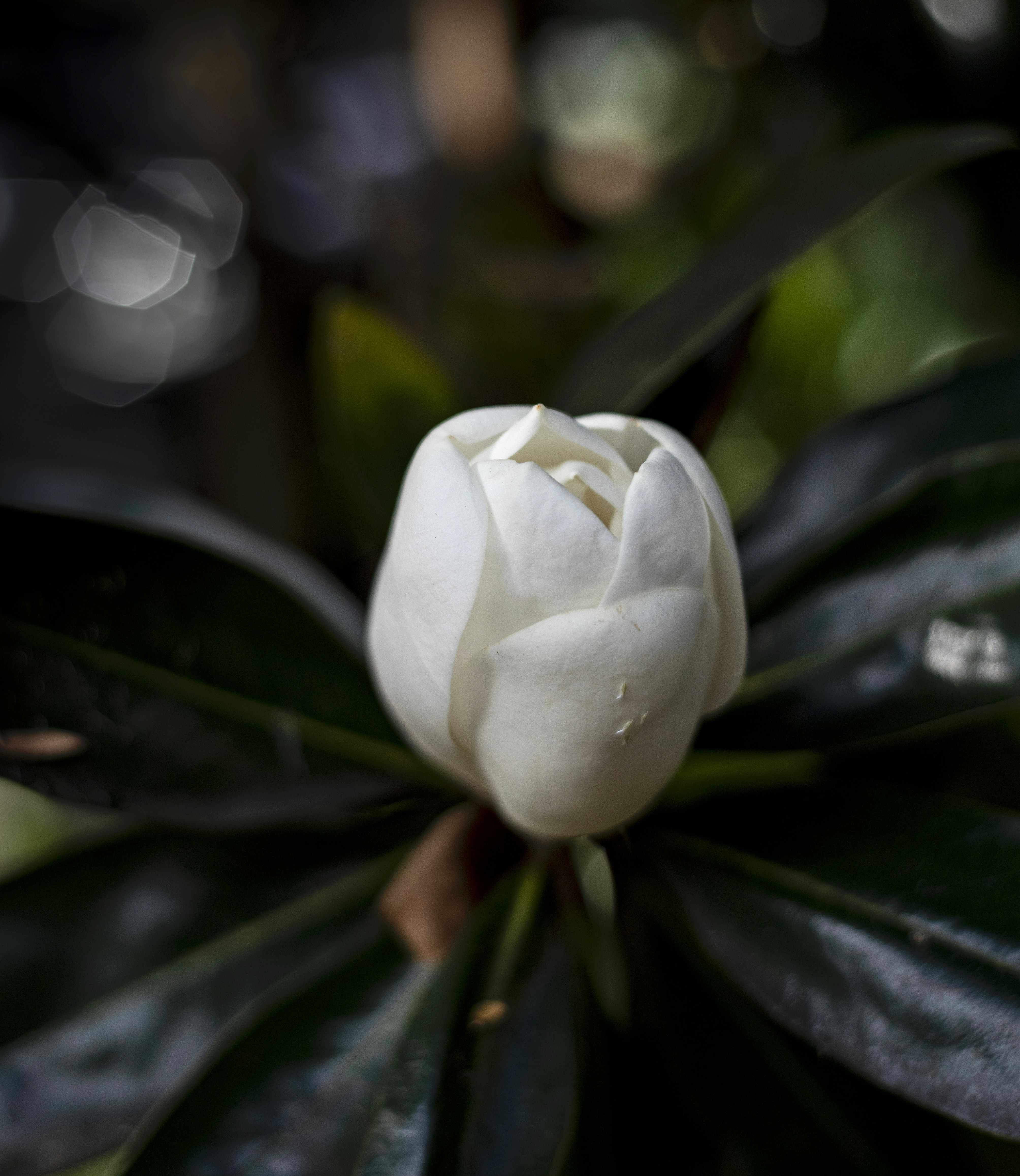 Photo by donricardo