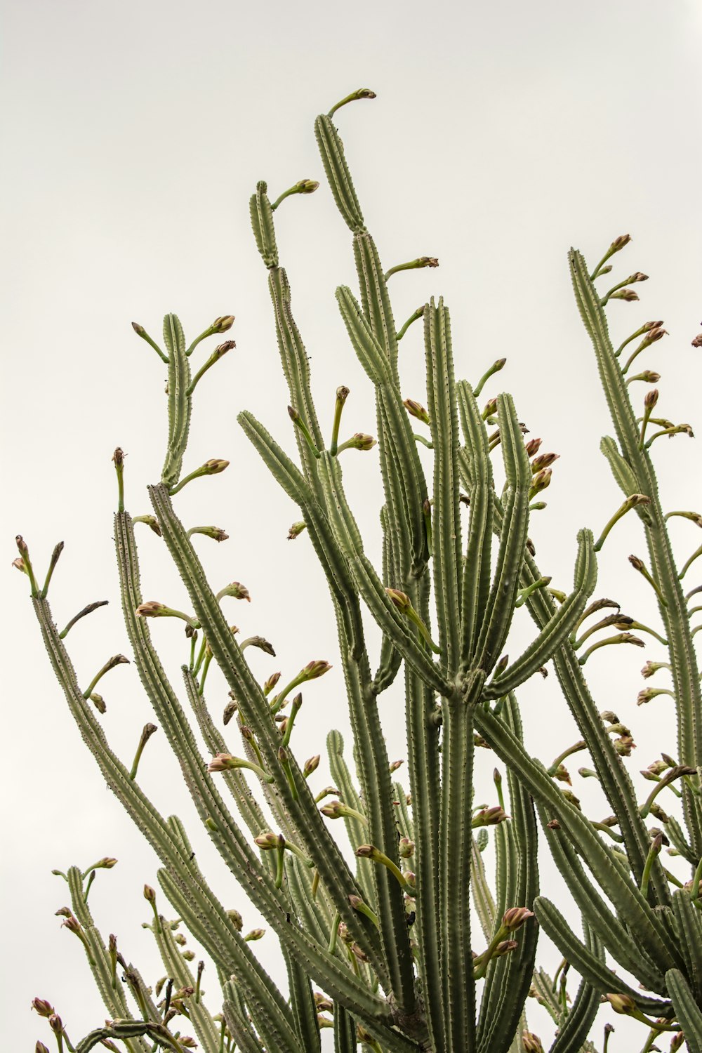 a close up of a plant