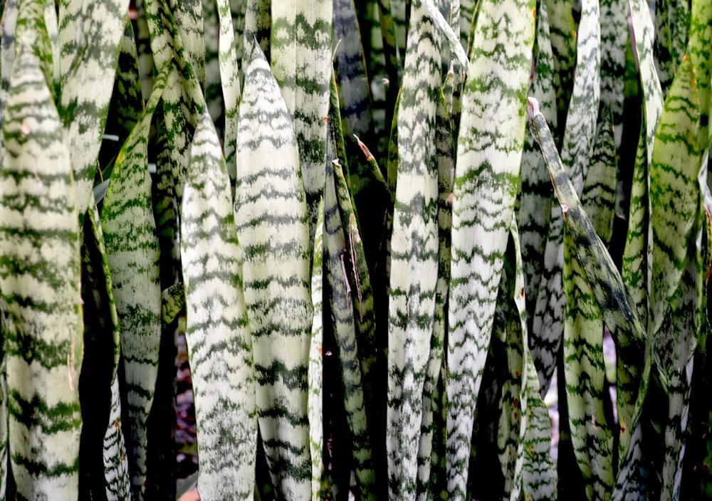 a group of green and white plants