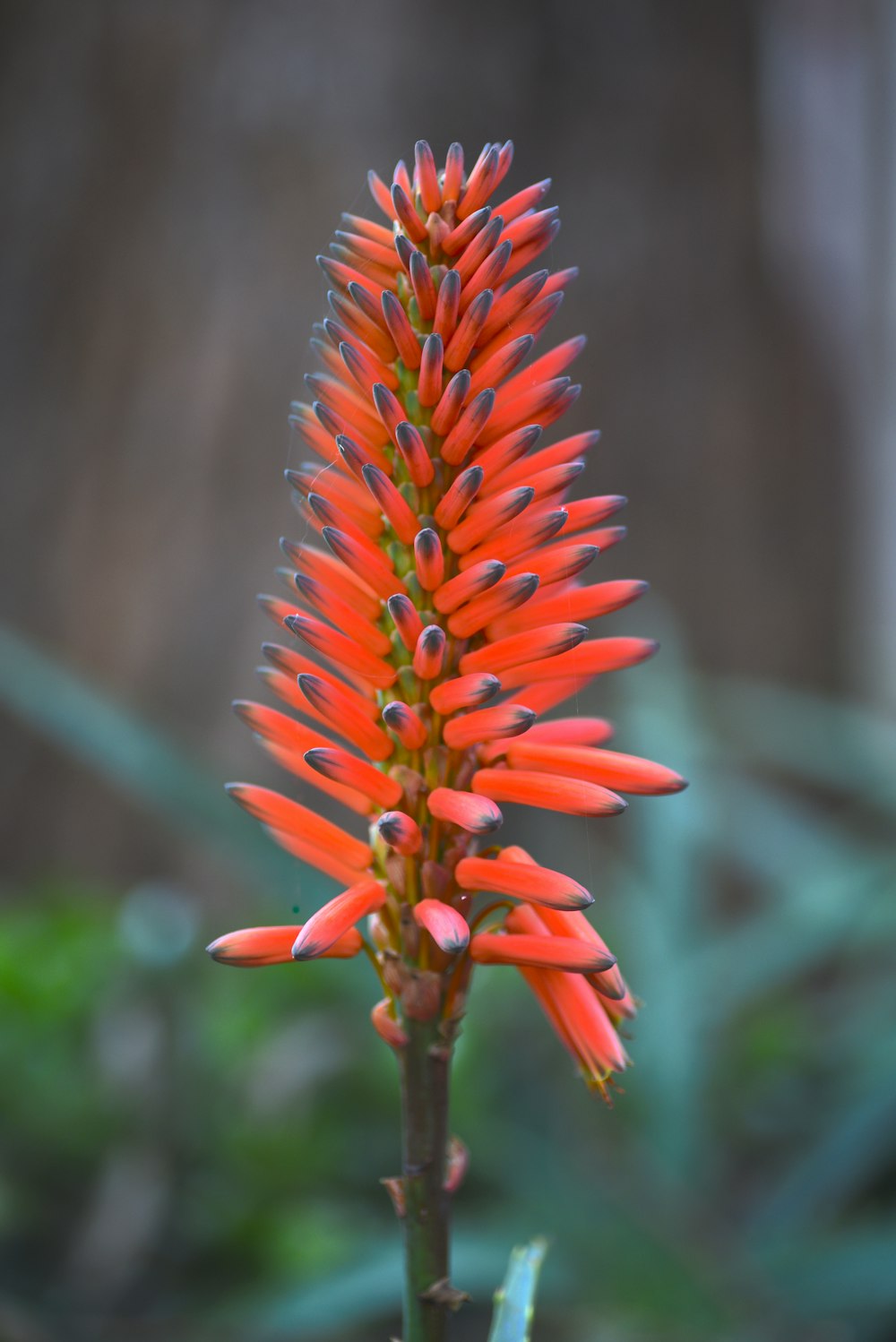 a close up of a flower