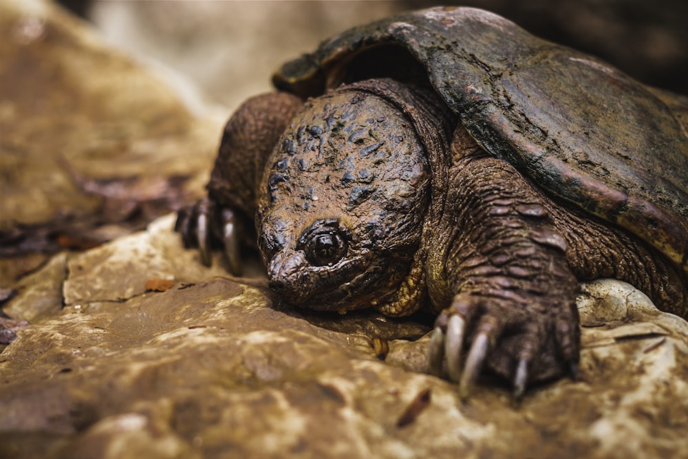 Una pequeña tortuga en una roca