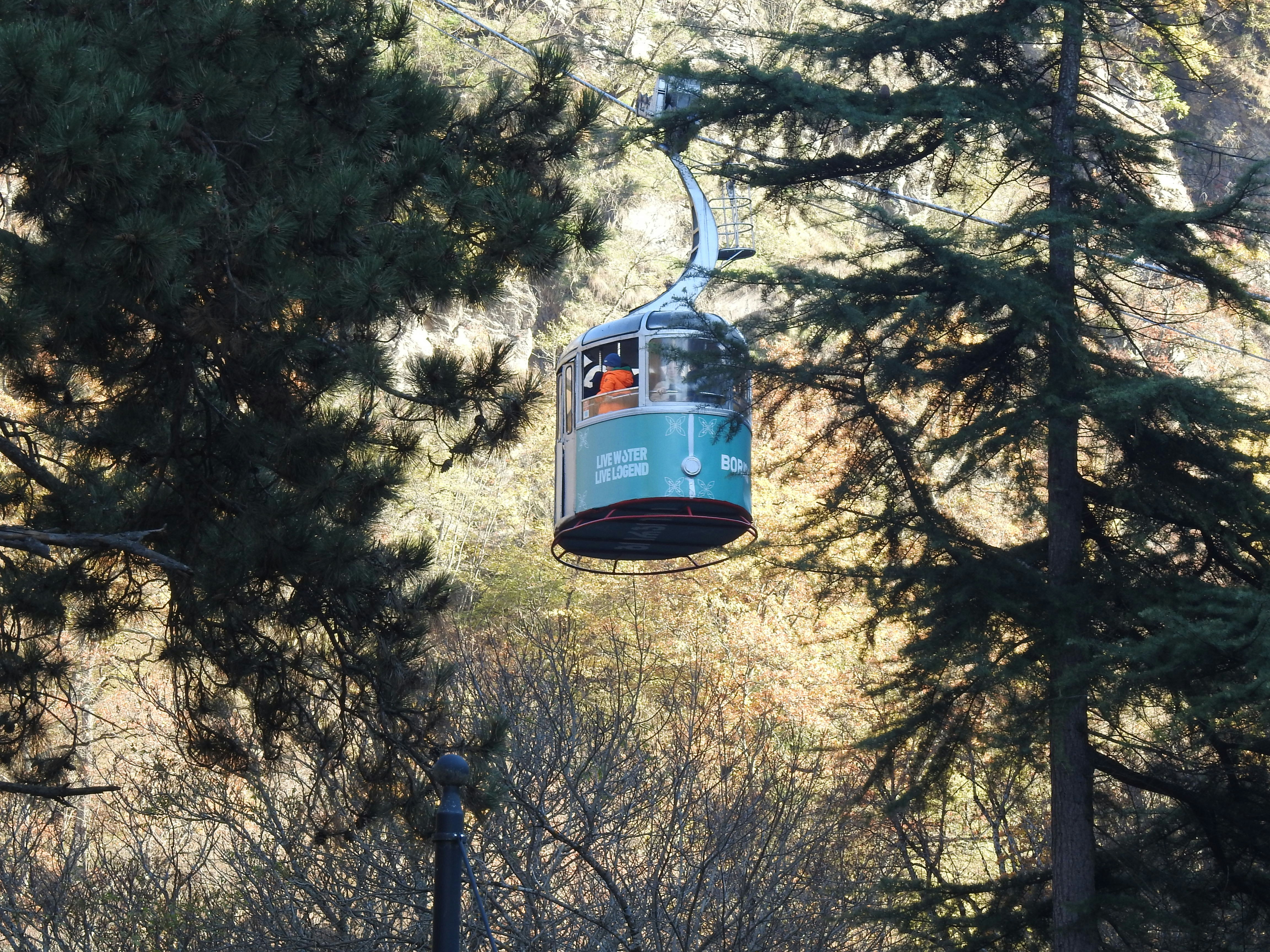 a cable car going through the woods