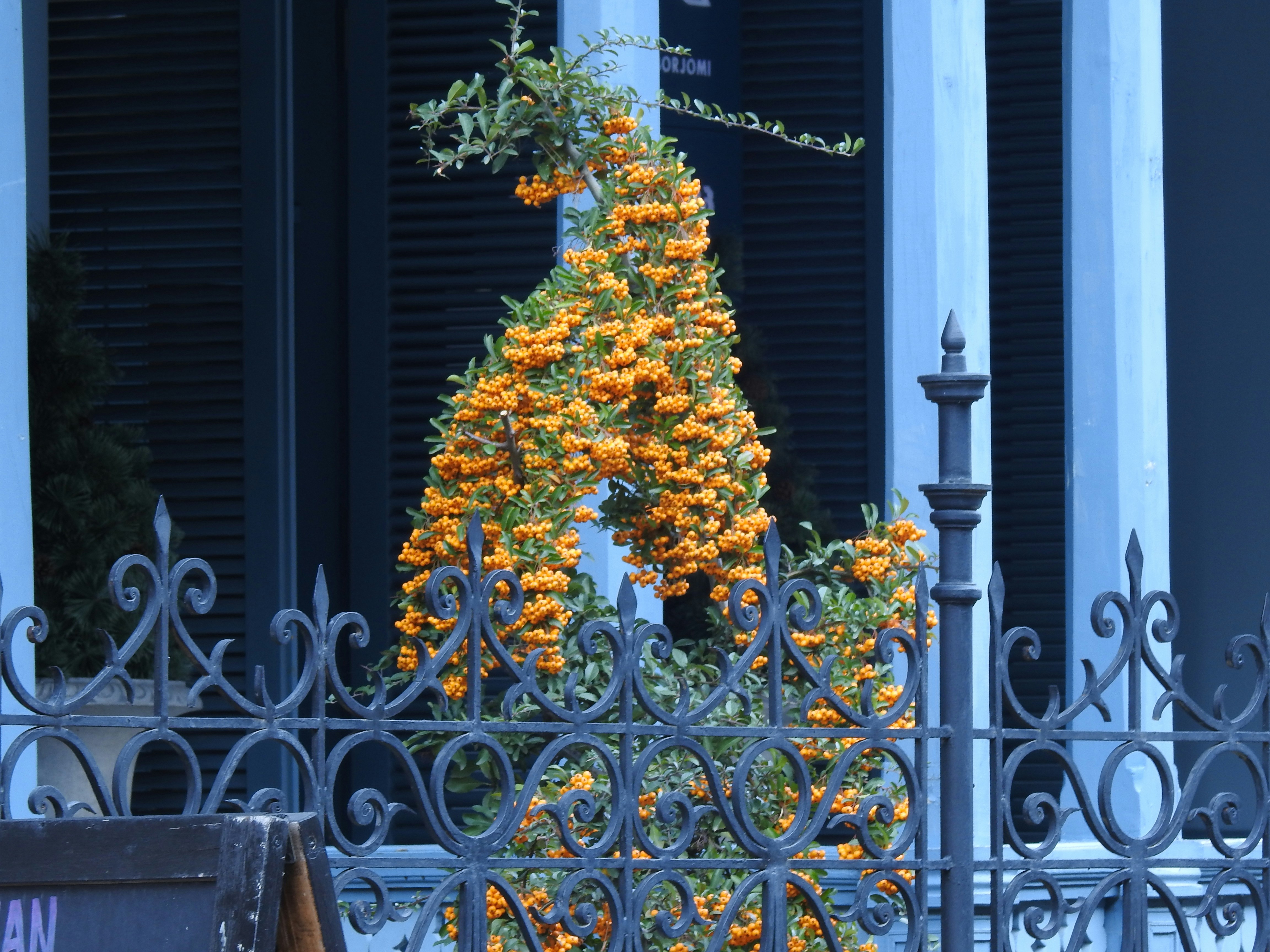 Borjomi destination transfer in Georgia