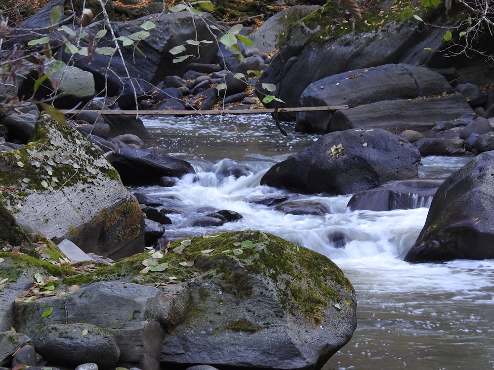 um rio com rochas e plantas