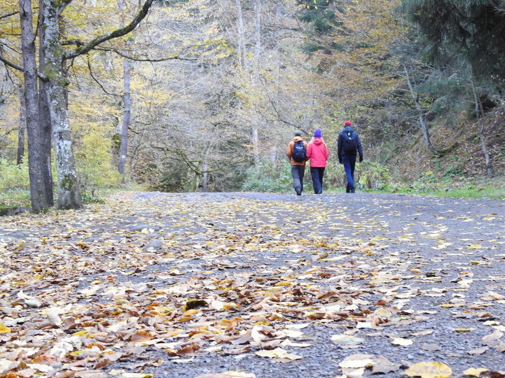 a group of people walking on a path in a forest