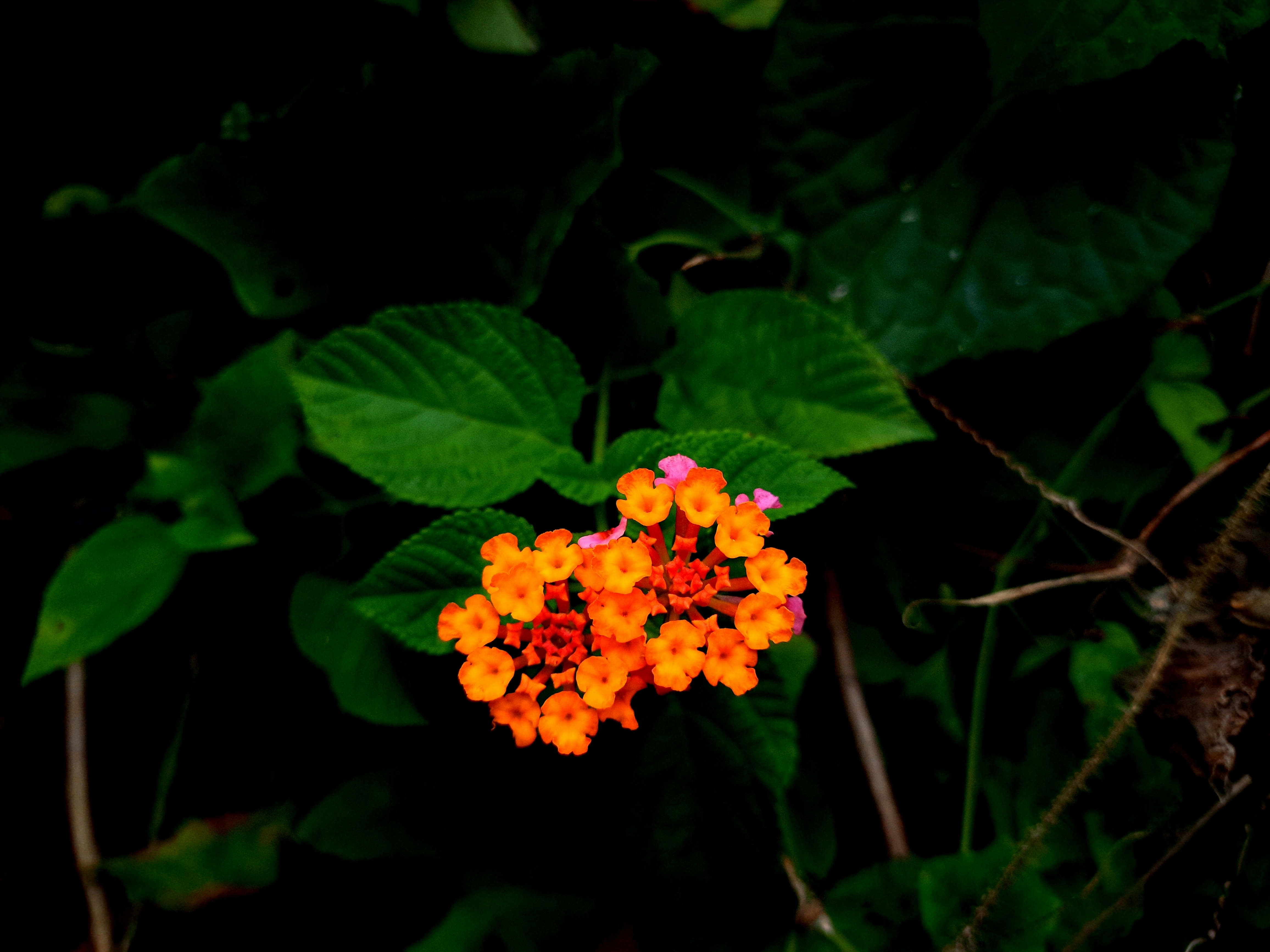 Photo by shutters_flutter