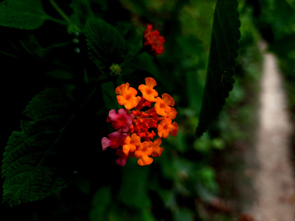 a close up of a flower