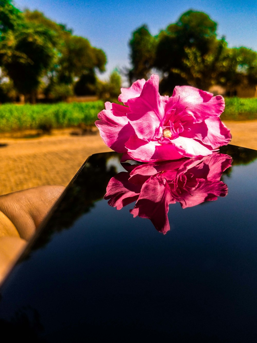 a hand holding a pink flower