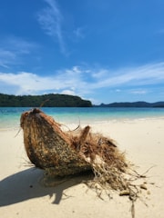 A weathered coconut lies on a sandy beach near the shoreline, with clear blue skies above and a distant tree-covered hill in the background. The coconut's fibrous husk appears rough and textured.