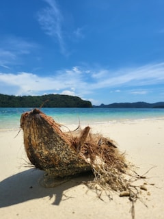 A weathered coconut lies on a sandy beach near the shoreline, with clear blue skies above and a distant tree-covered hill in the background. The coconut's fibrous husk appears rough and textured.