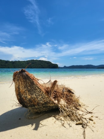 A weathered coconut lies on a sandy beach near the shoreline, with clear blue skies above and a distant tree-covered hill in the background. The coconut's fibrous husk appears rough and textured.