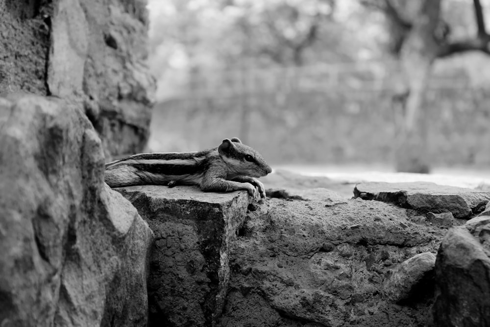 a small animal lying on a rock