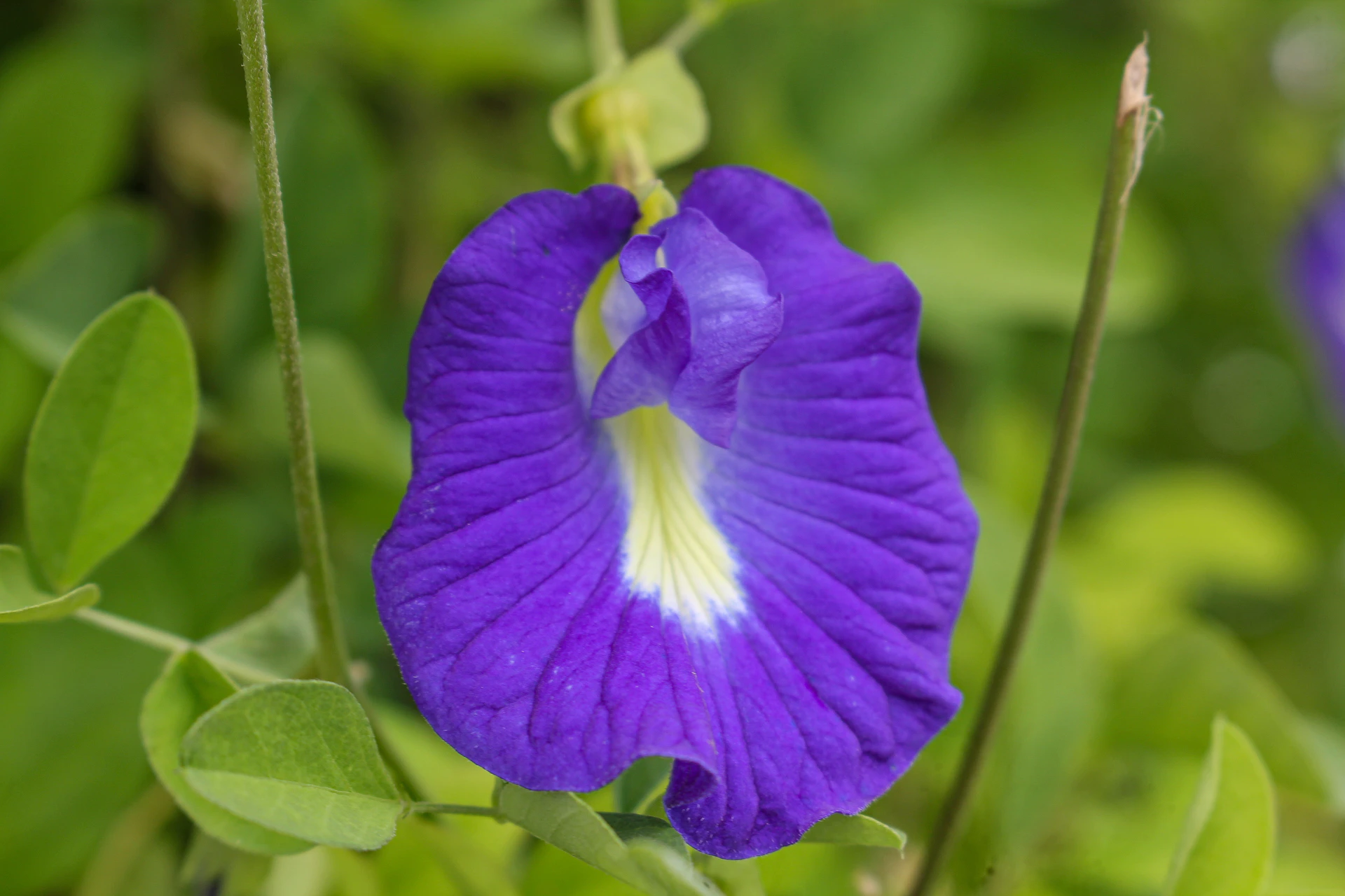 a purple flower with green leaves