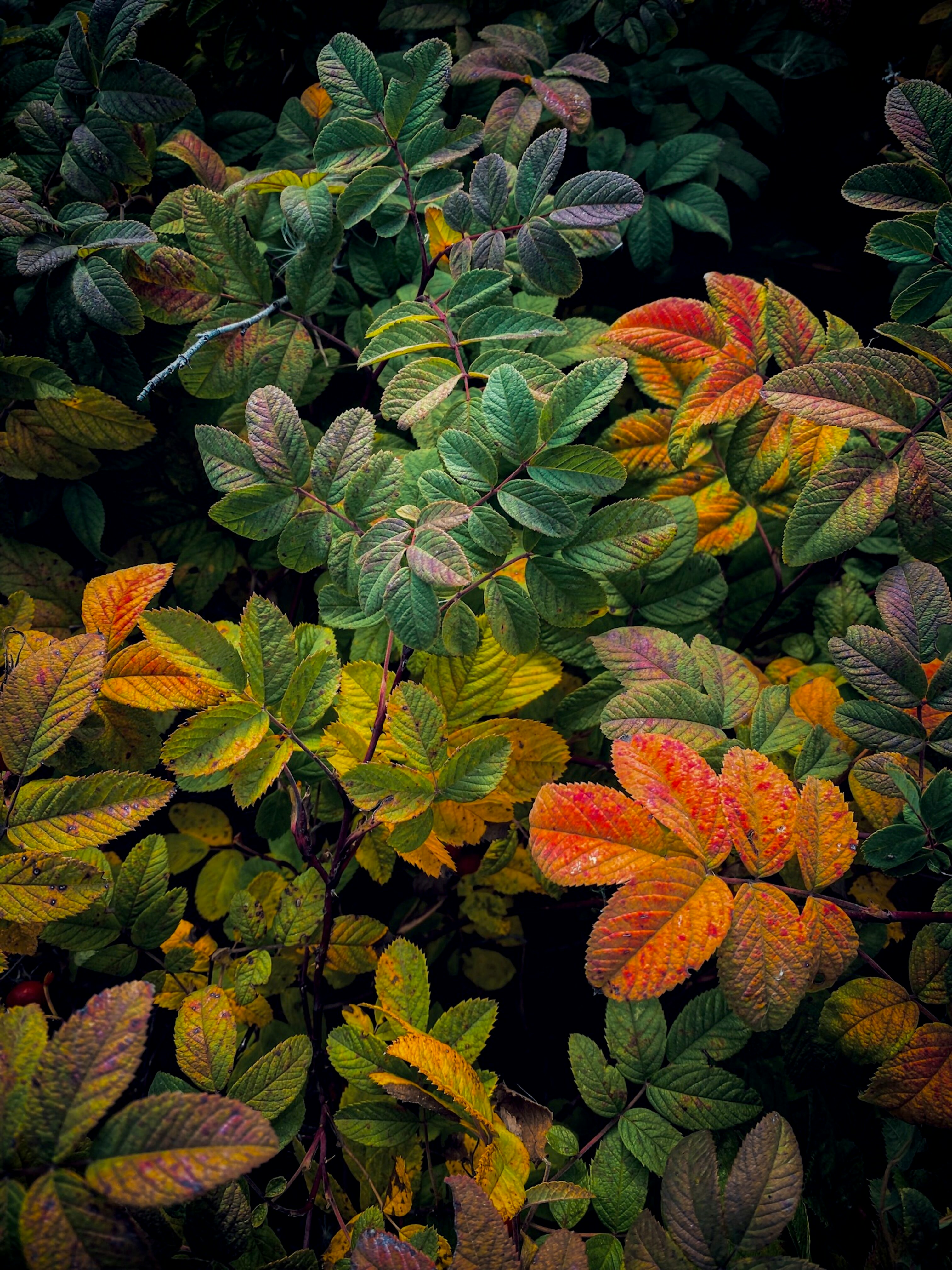 Photo by eugene_golovesov