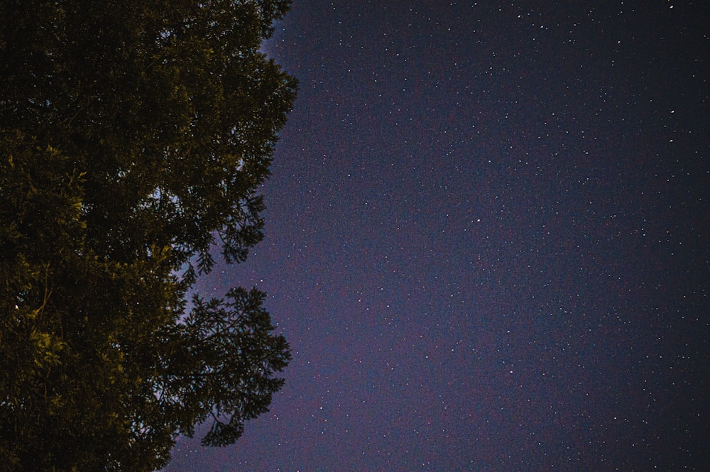 a tree with stars in the sky