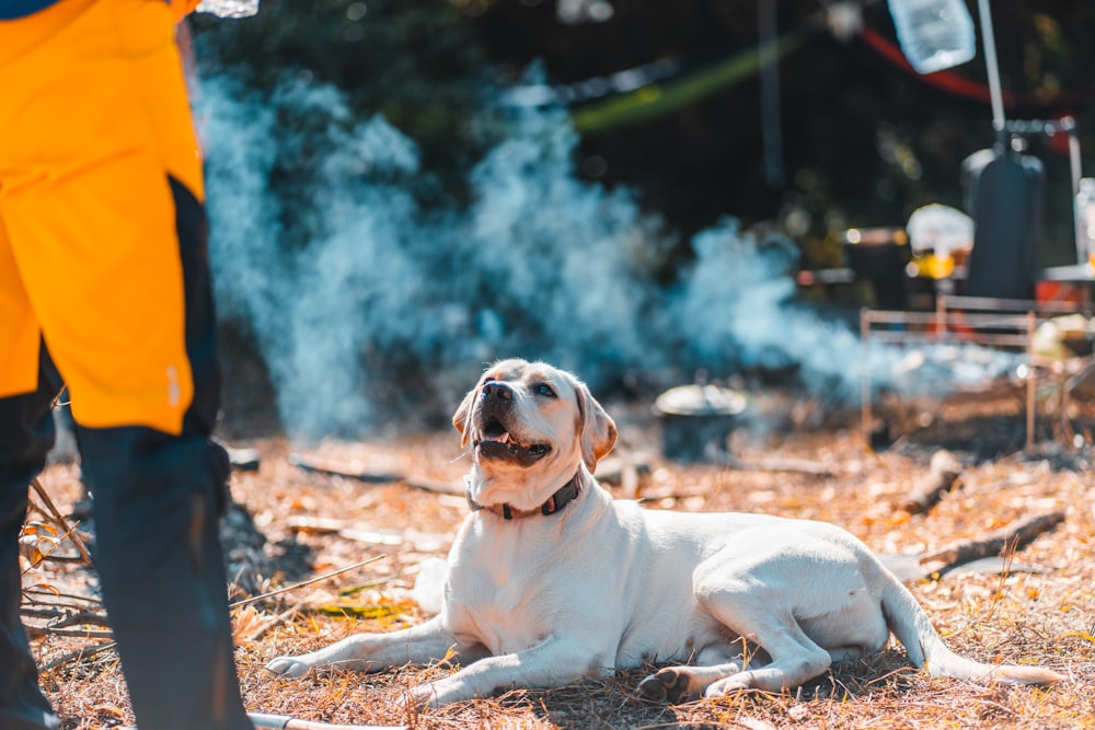 a dog lying on the ground