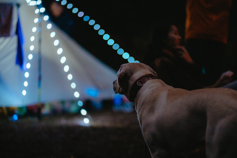 a dog on a leash