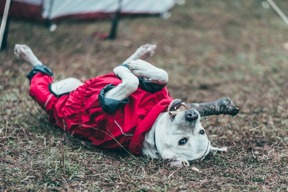 a dog lying on the ground