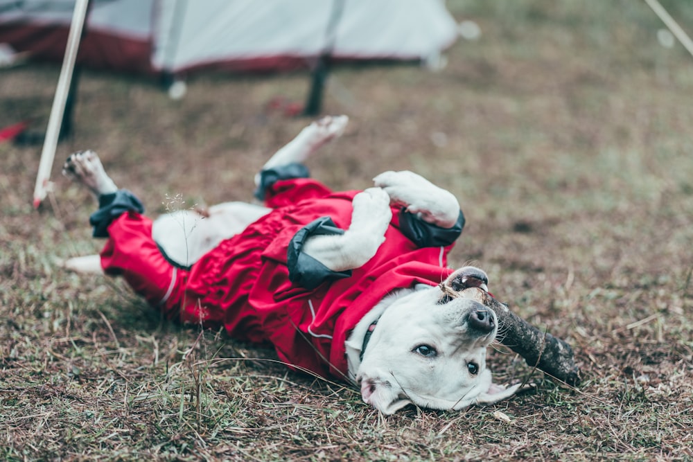 a dog lying on the ground