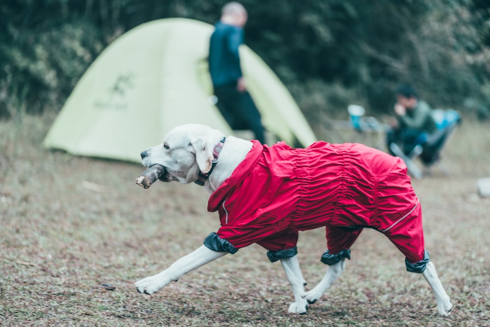 a dog wearing a garment