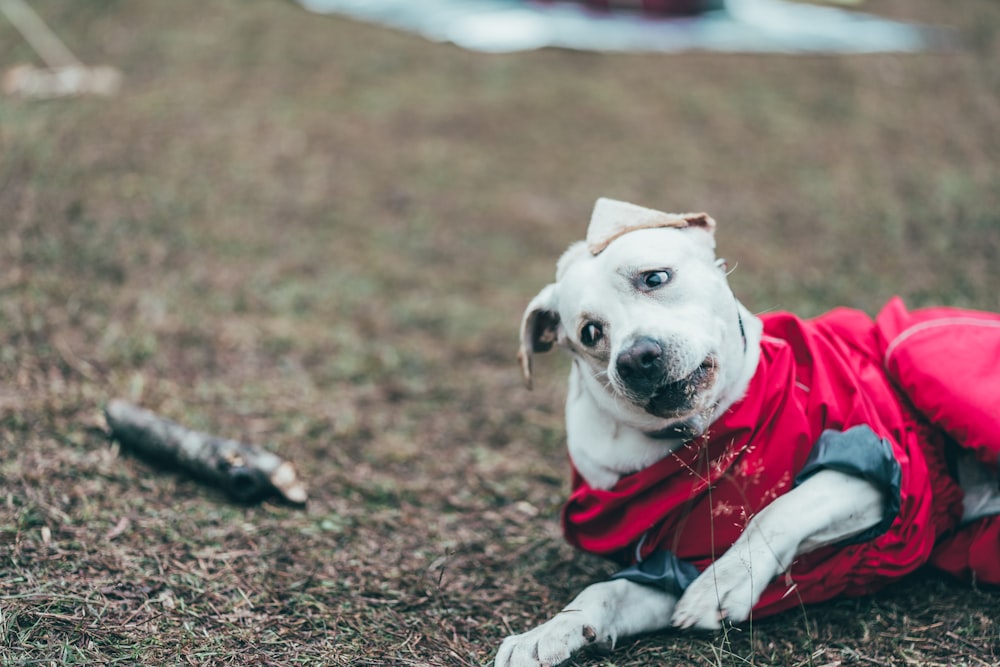 a dog wearing a garment