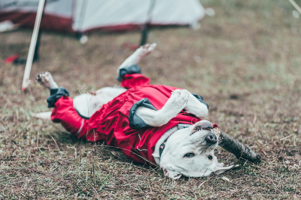 a dog lying on the ground