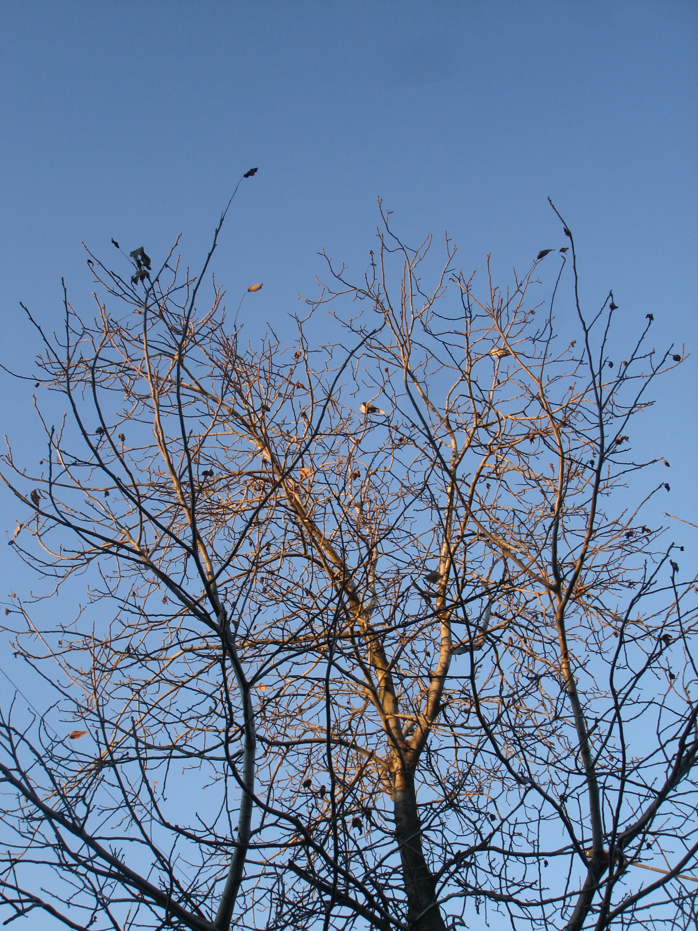 a tree with birds in it