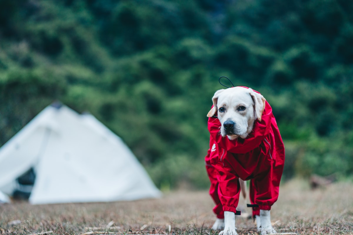A dog wearing a red rain coat outdoors