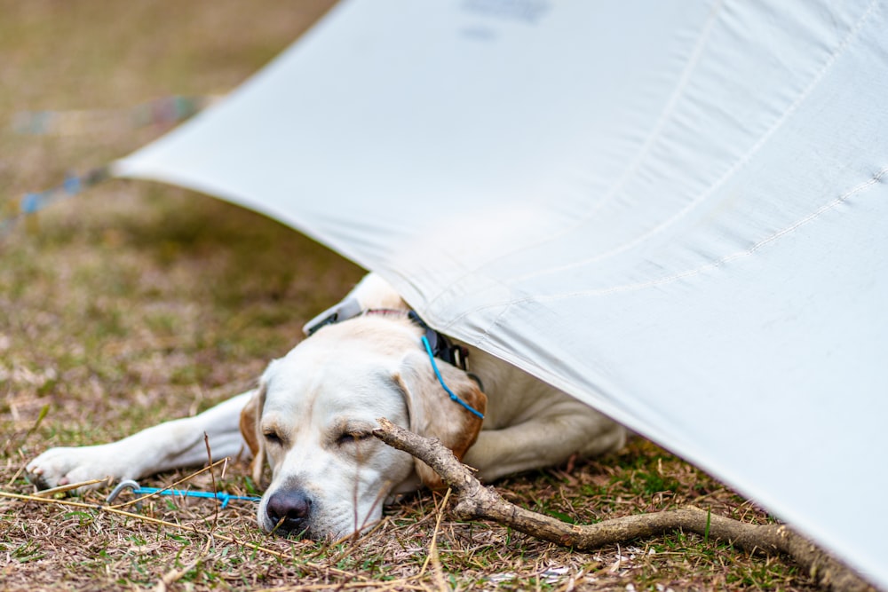 a dog lying under a tent