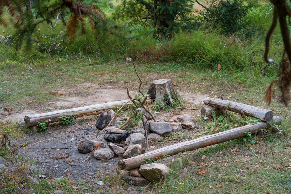 a log in a forest