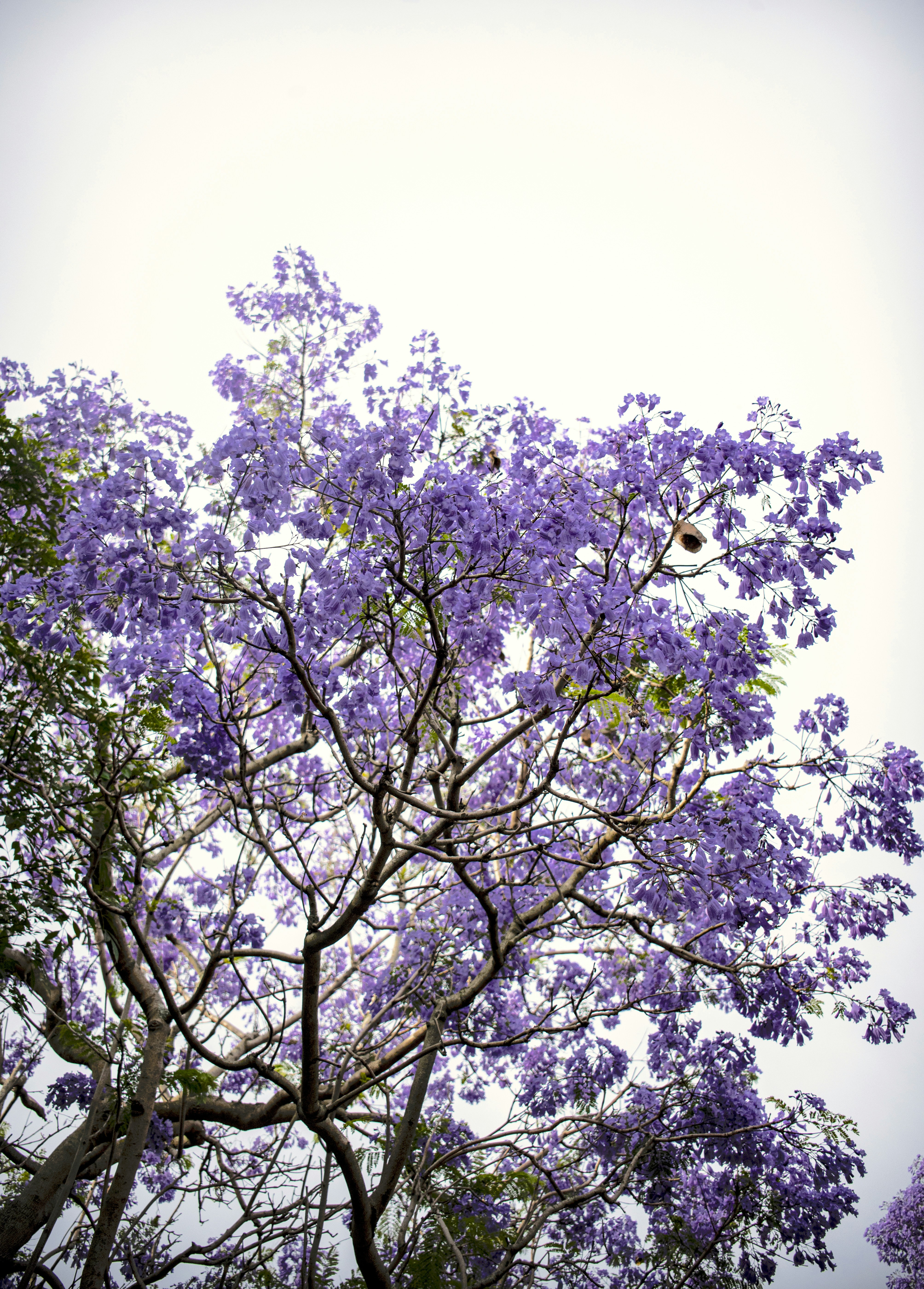 Jacaranda Tree