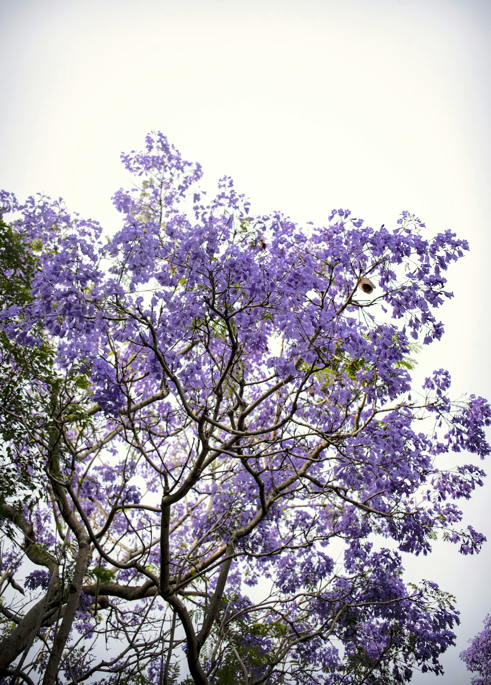 a tree with purple flowers