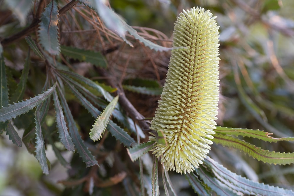 a plant with a flower