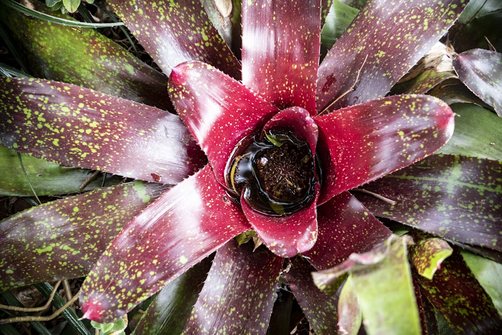 a close up of a flower