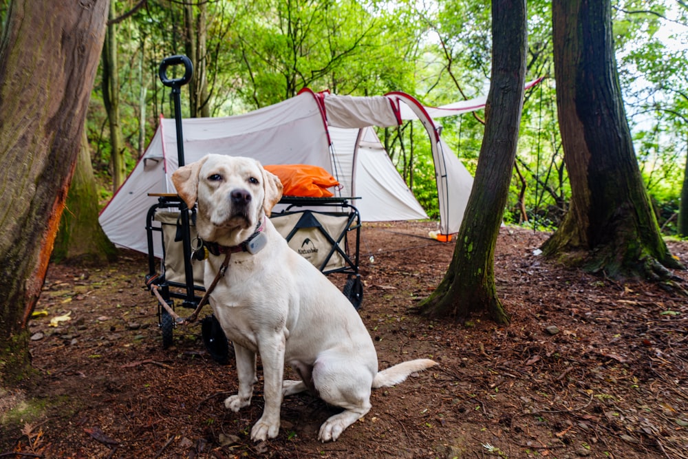 a dog sitting on the ground next to a hammock