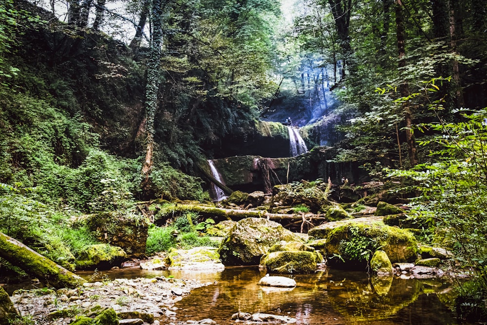 a stream in a forest