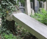A gravestone is being engulfed by a tree, with its trunk growing around the stone. Surrounding the scene, there is lush greenery and dense ivy covering the surface of the stone and the tree. Additional gravestones are visible in the background.
