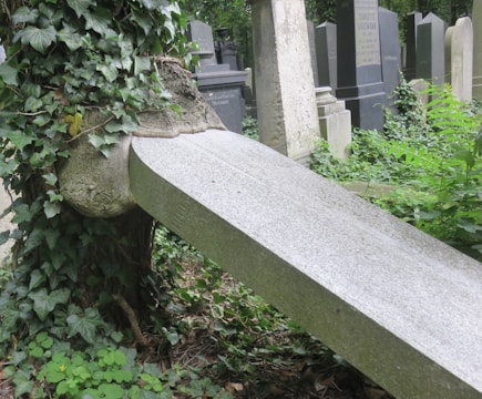 A gravestone is being engulfed by a tree, with its trunk growing around the stone. Surrounding the scene, there is lush greenery and dense ivy covering the surface of the stone and the tree. Additional gravestones are visible in the background.