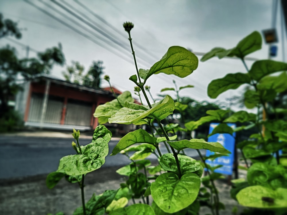 a plant with leaves