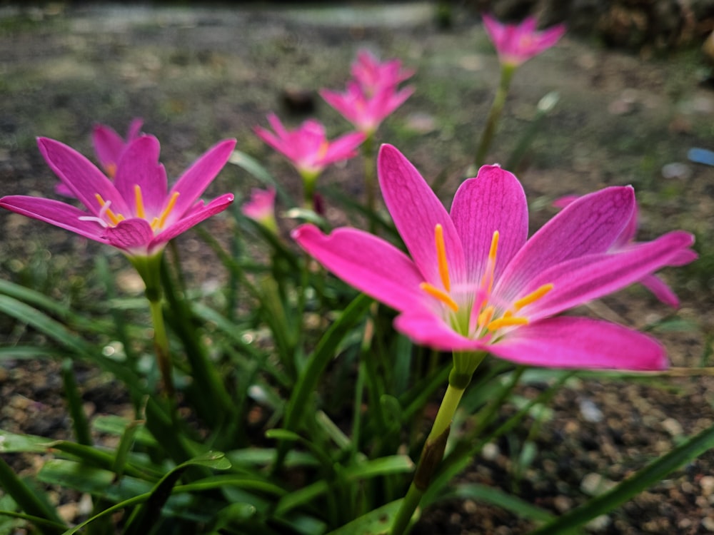 a group of flowers