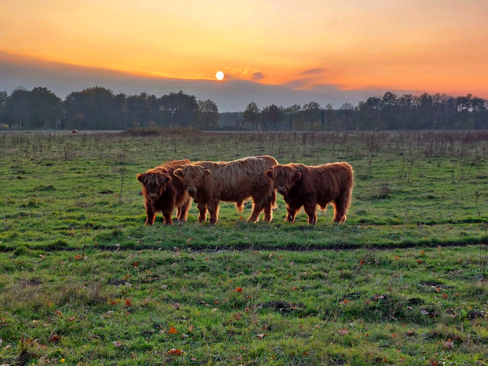 a group of bison in a field