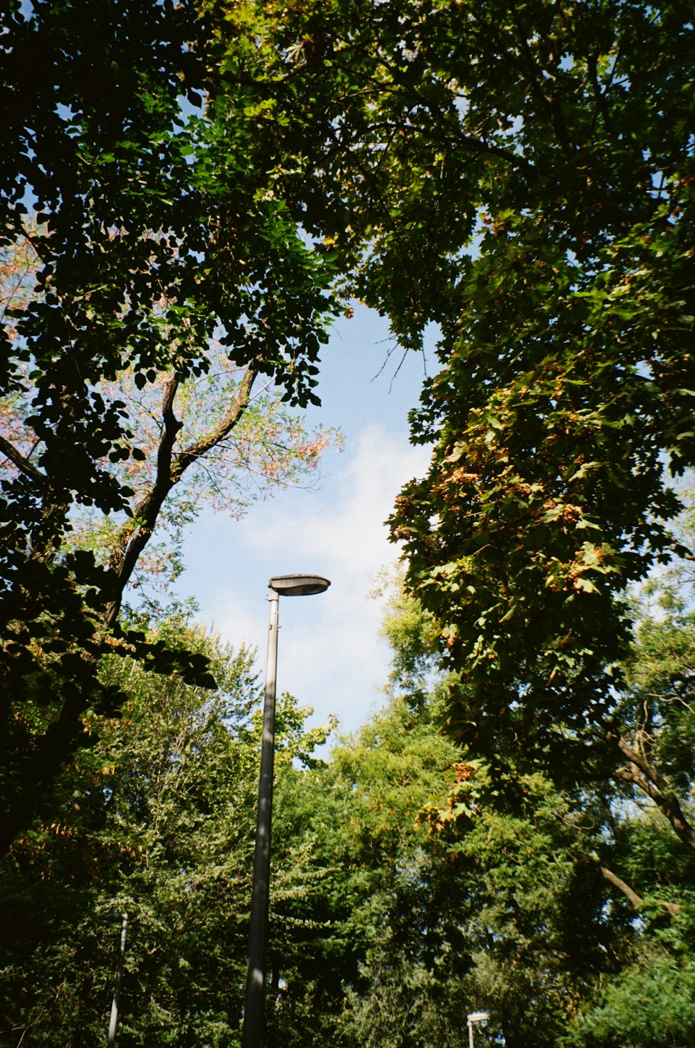 a street light in a forest