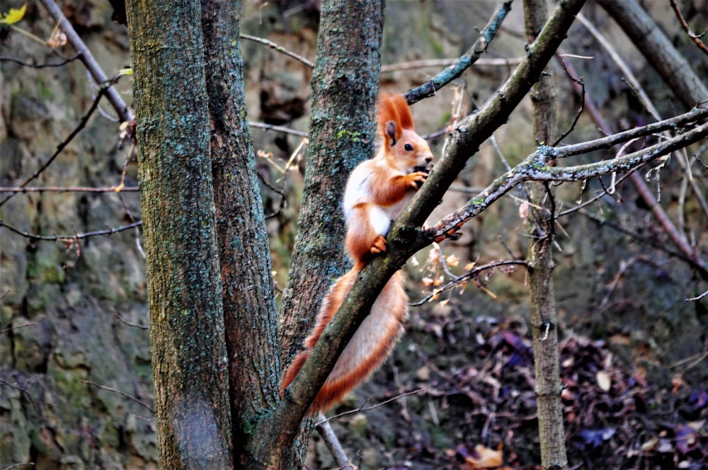 a squirrel on a tree branch