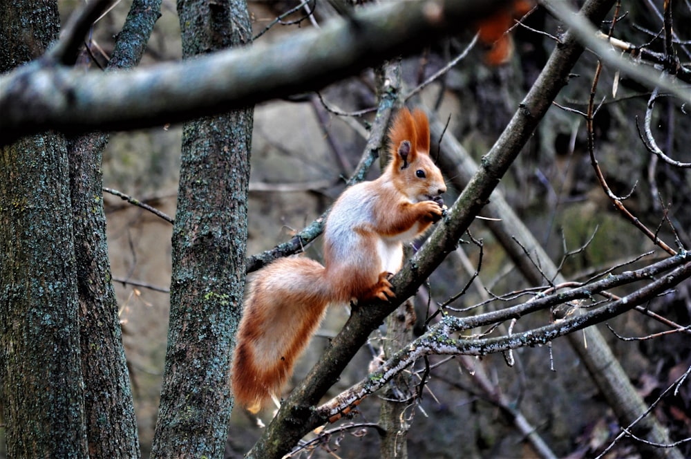 a squirrel on a tree branch