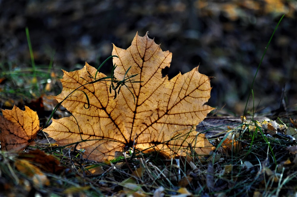 a yellow leaf on grass