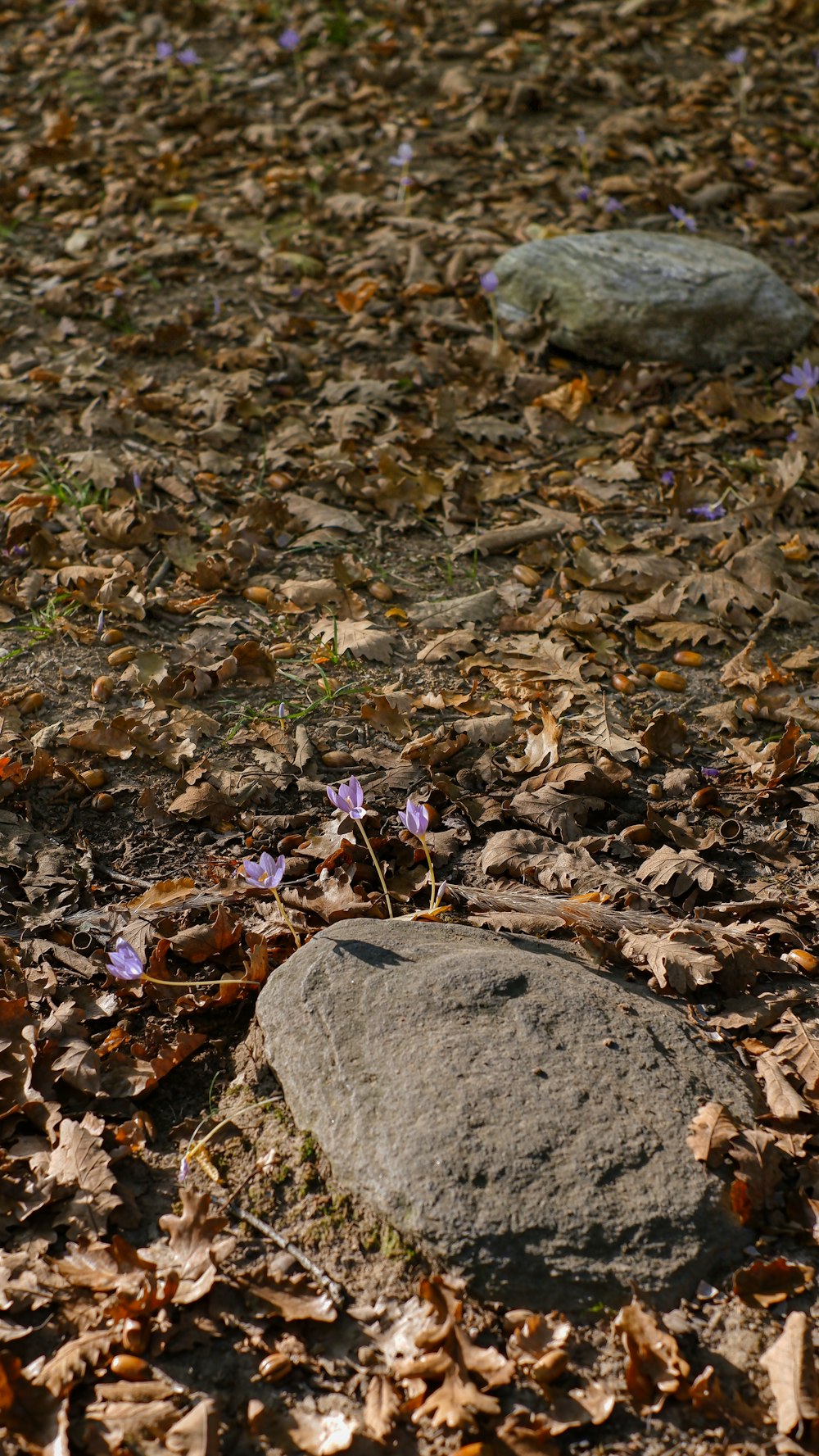 purple flowers on the ground