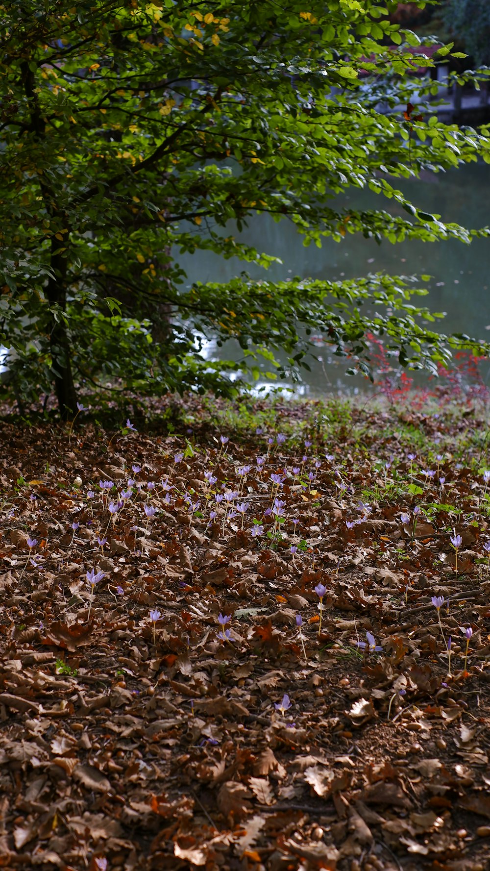 a river with leaves on the ground