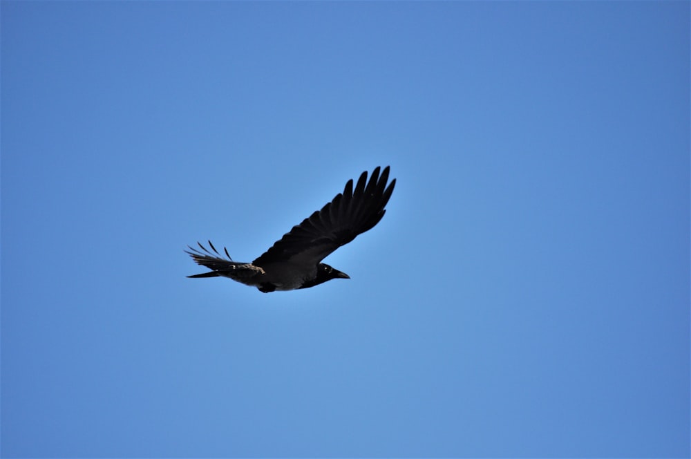 a bird flying in the sky